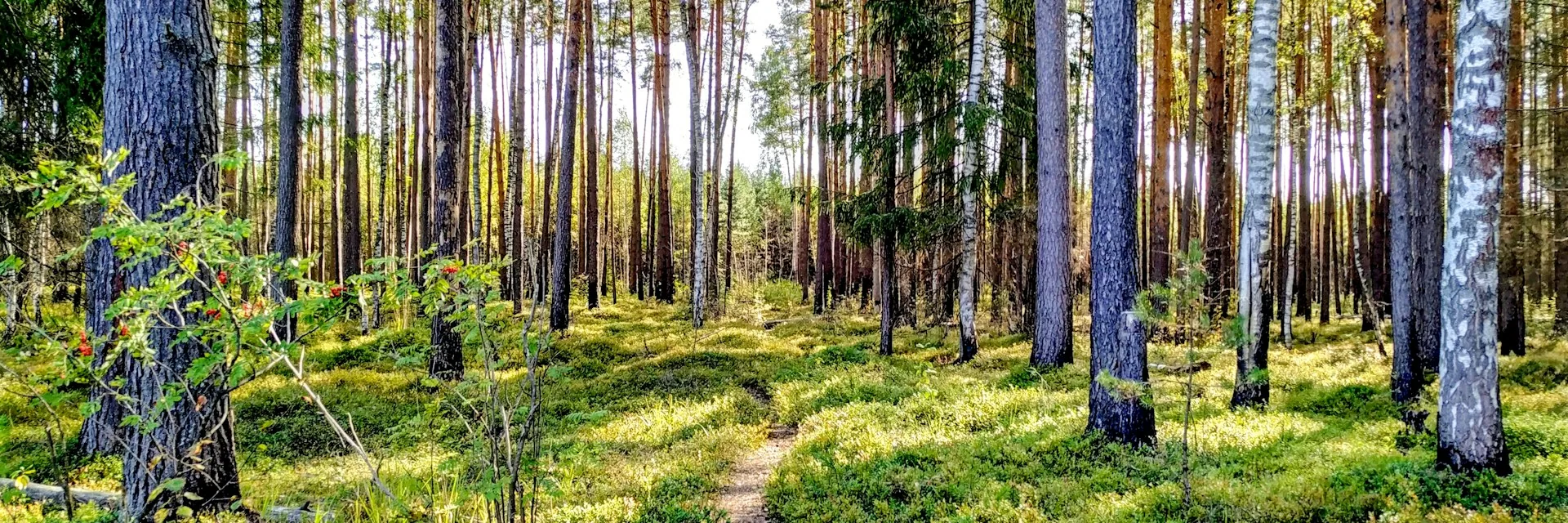 A narrow grassy path leading through a bright pine forest