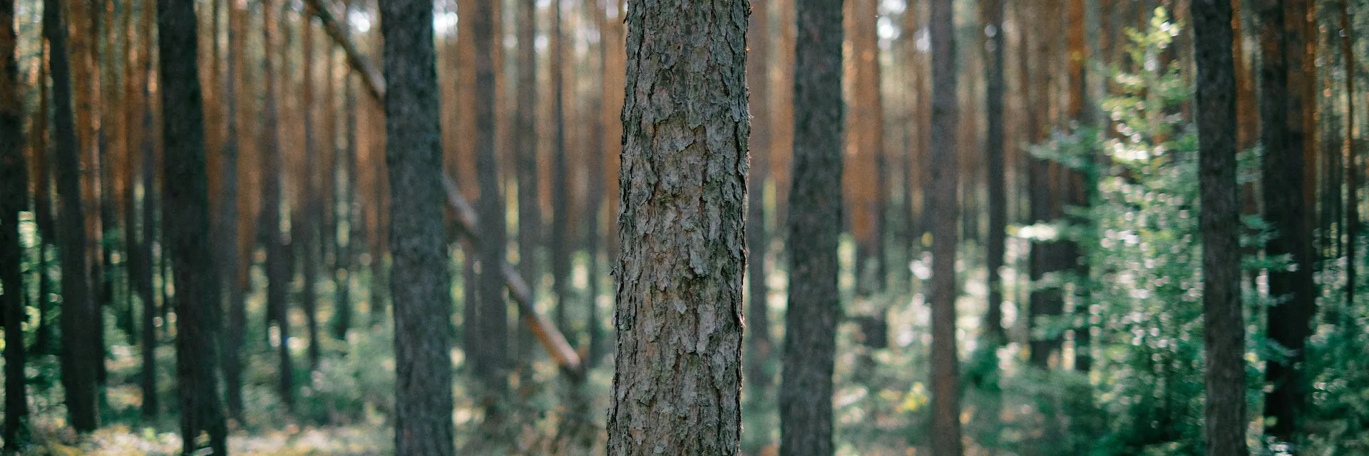 Tall pine trunks with dappled sunlight through a quiet forest