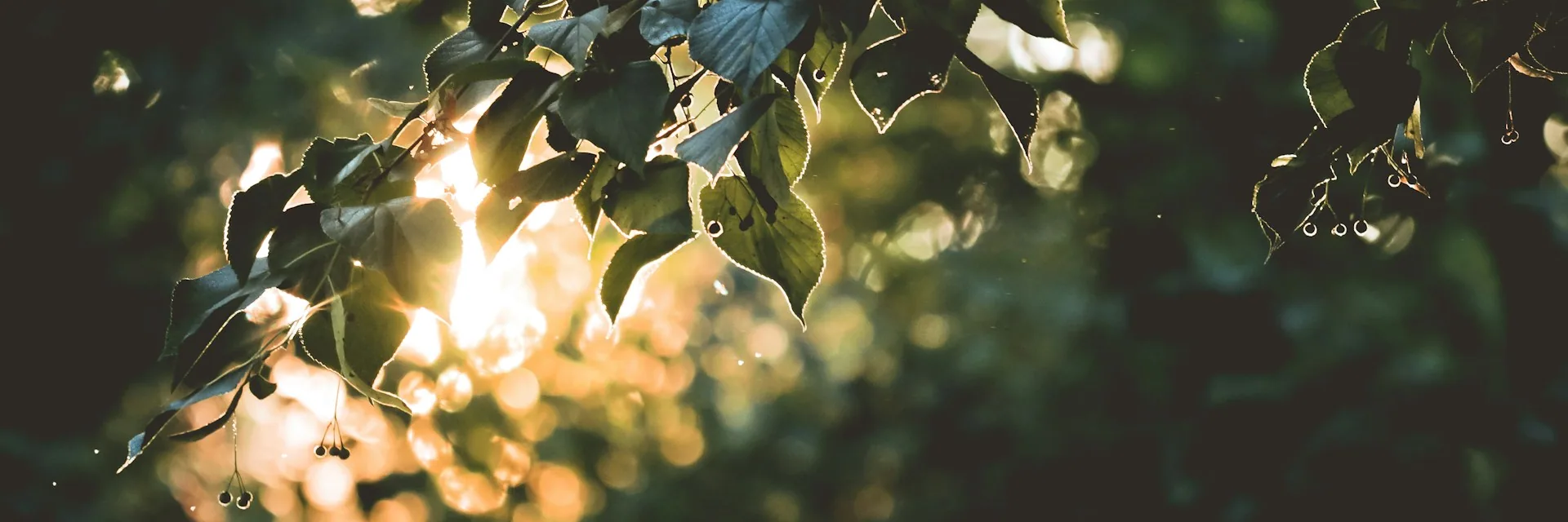 Backlit leaves with warm golden bokeh through a summer forest