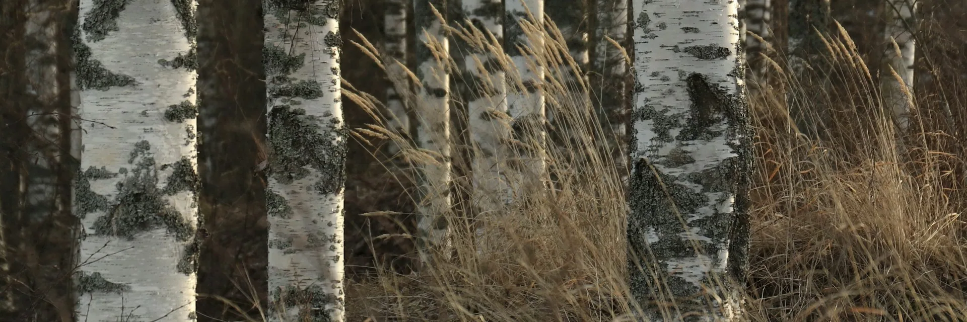 Pale birch trunks rising from warm dry grasses