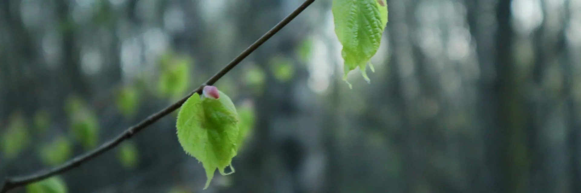 Fresh spring leaves on a bare branch against a soft-focus forest